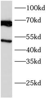 CD320 Antibody