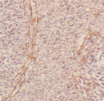 CD33 Antibody
