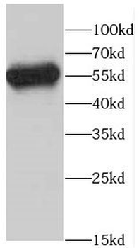 CD4 Rabbit Polyclonal Antibody