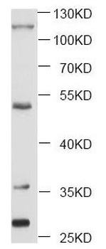 CD40 Rabbit Polyclonal Antibody