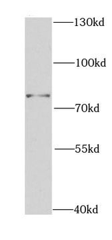 CD44 Rabbit Polyclonal Antibody