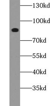 CD44 Mouse Monoclonal Antibody