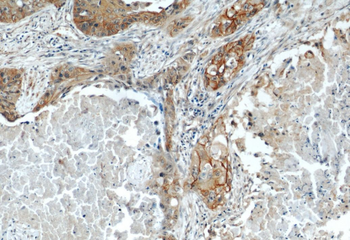 CD44 Mouse Monoclonal Antibody