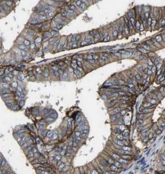 CD47 Antibody