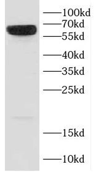 CD58 Antibody