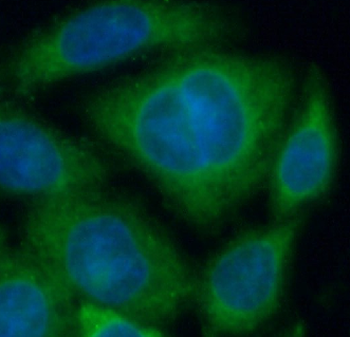 TFRC Antibody