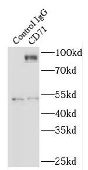 TFRC Antibody
