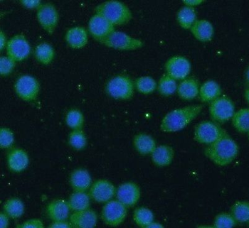 CD80 Antibody