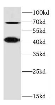 CD84 Antibody