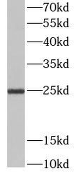 CD9 Mouse Monoclonal Antibody