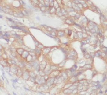 CD9 Mouse Monoclonal Antibody