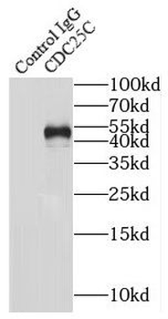 CDC25C Antibody