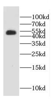 CDC25C Antibody