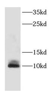 CDC26 Antibody