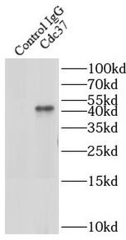 CDC37 Antibody