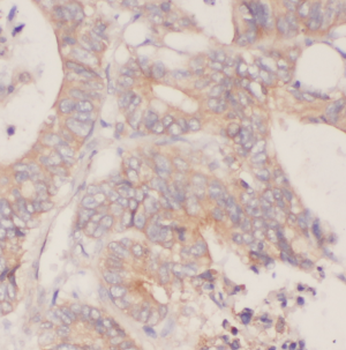 CDC37 Antibody