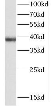 CDC37L1 Antibody
