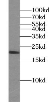 CDC42 Antibody