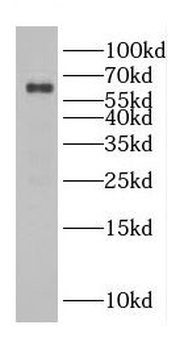 CDC45 Antibody