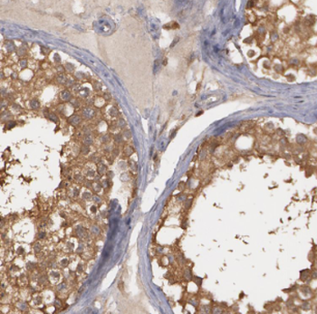 CDC45 Antibody