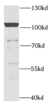 CDC5L Antibody