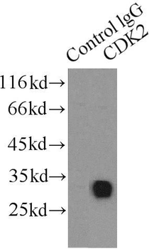 CDK2 Antibody