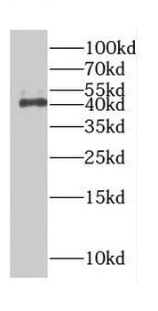 CDK3 Antibody