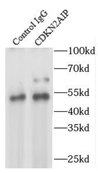 CDKN2AIP Antibody