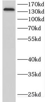 CDON Antibody