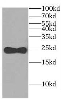 CEND1 Antibody
