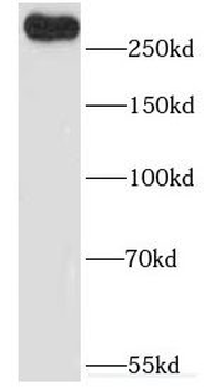 CNTRL Rabbit Polyclonal Antibody