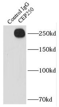 CEP250 Antibody