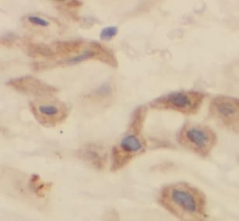 CEP250 Antibody