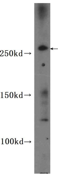 CEP290 Antibody