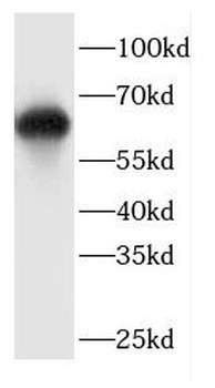 CEP63 Antibody