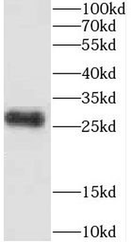 CEP70 Antibody