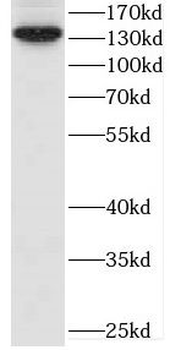 CEP97 Antibody