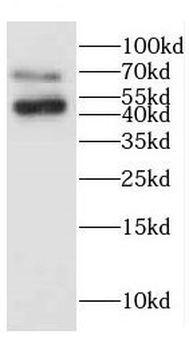 CERCAM Antibody
