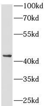 CFHR3 Antibody