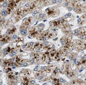 CFHR3 Antibody