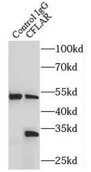 CFLAR Antibody