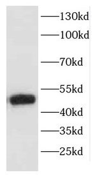 CFP Antibody
