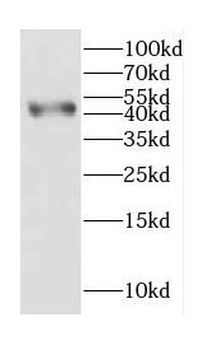 CGRRF1 Antibody