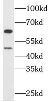 CHAT Antibody