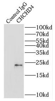 CHCHD4 Antibody