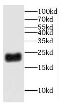 CHCHD4 Antibody