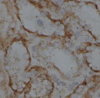 CHCHD4 Antibody