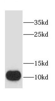 CHCHD7 Antibody