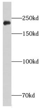 CHD3 Antibody