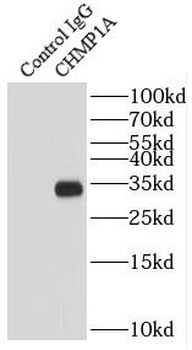 CHMP1A Antibody